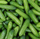 Fresh Cucumber