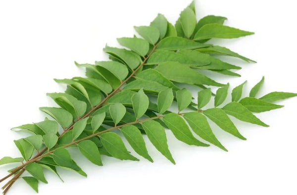 Fresh Curry Leaves